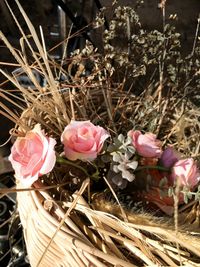 Close-up of pink roses