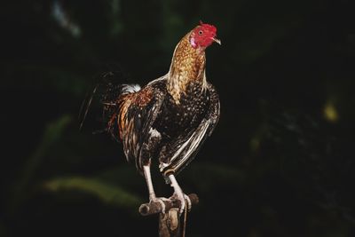 Close-up of rooster perching outdoors