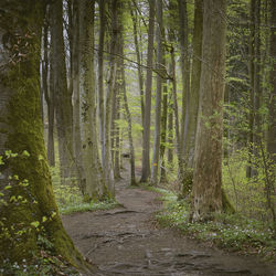 Trees growing in forest