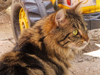 Close-up of a cat looking away