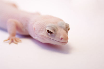 Close-up of lizard against white background