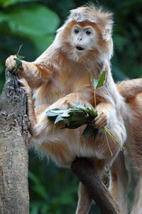 Monkey sitting on tree