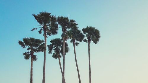 Low angle view of palm trees against clear blue sky