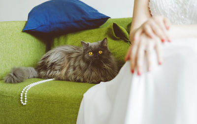 Portrait of cat relaxing on floor