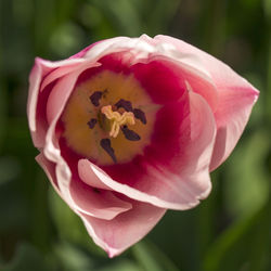 Close-up of pink rose
