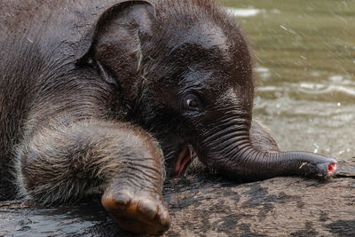 A female elephant and her baby in a national park forest