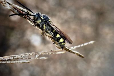 Close-up of insect on plant