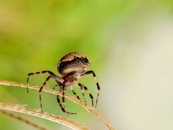 Close-up of spider