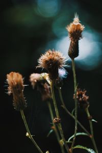 Close-up of wilted thistle