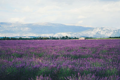 Purple flowering plants on field against sky