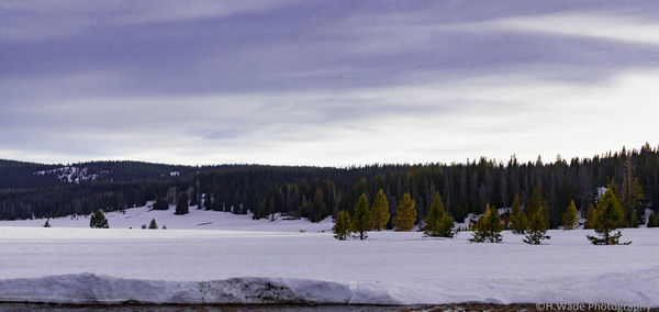 Trees on snow covered landscape against sky