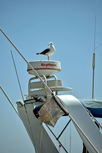 Low angle view of seagull perching on a sign