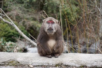 Monkey on dirt