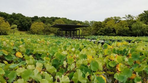 Scenic view of plants and trees against sky