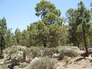 Trees against clear sky