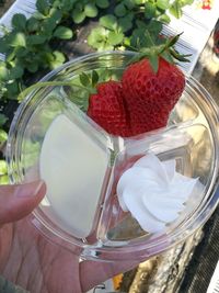 Close-up of hand holding strawberry