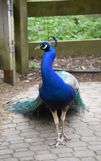 Close-up of peacock perching outdoors