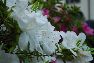 Close-up of white flowering plant