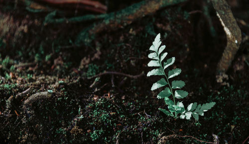 Close-up of plant growing on field