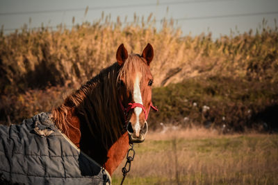 Horse on field against sky