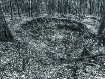 High angle view of tree trunks in forest