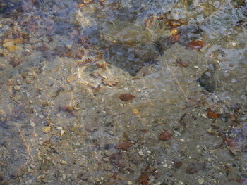 Full frame shot of lizard on rock