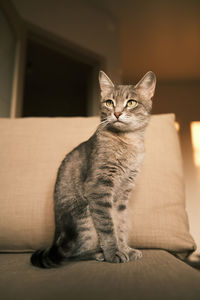 Portrait of cat sitting on sofa at home