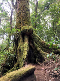 Low angle view of trees growing in forest