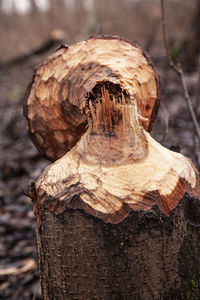 Close-up of mushroom growing on tree trunk