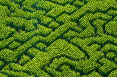 Full frame shot of agricultural field