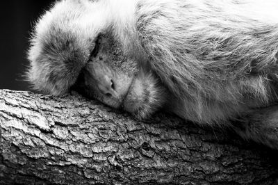 Close-up of cat sleeping