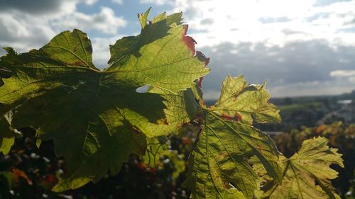 Close-up of maple leaves against sky