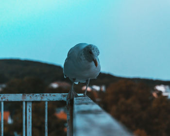 Close-up of seagull perching on railing