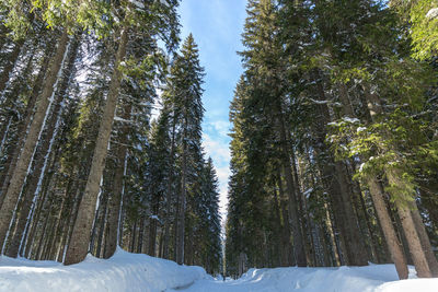 Snow covered trees in forest against sky