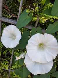 Close-up of white flower