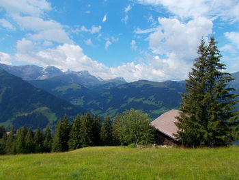 Scenic view of pine trees on field against sky