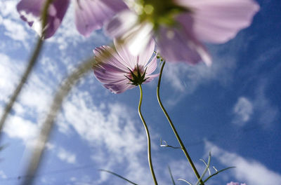 Low angle view of pink flower growing against sky