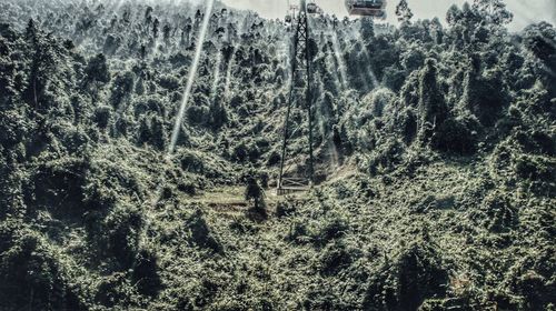 High angle view of trees in forest