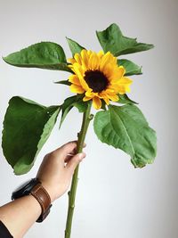 Close-up of hand holding sunflower