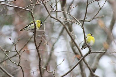 Close-up of bird perching on branch