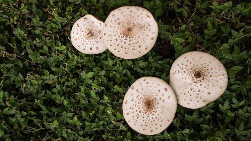 Mushrooms growing on field