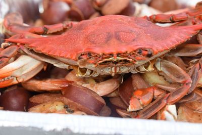 Close-up of fresh seafood