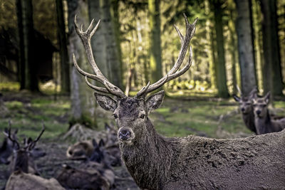 Deer in forest