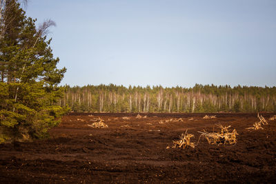 A peat harvest area in swamp in spring