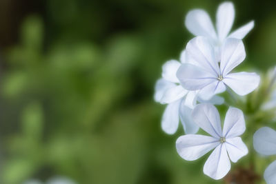 Close-up of white flowering plant