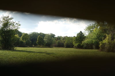 Trees on field against sky