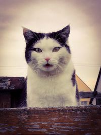 Close-up portrait of cat against sky