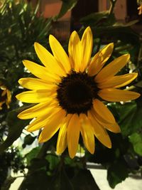 Close-up of sunflower blooming outdoors