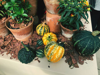 High angle view of potted plants