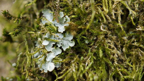 Close-up of white flowers